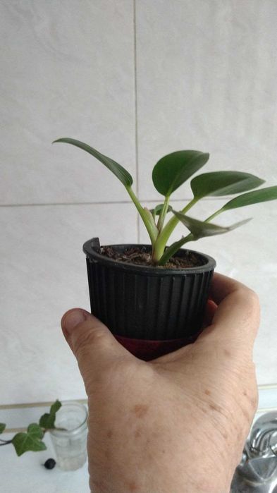 Мурайя , драцена компакта, филодендрон Биркин и саженцы адениума