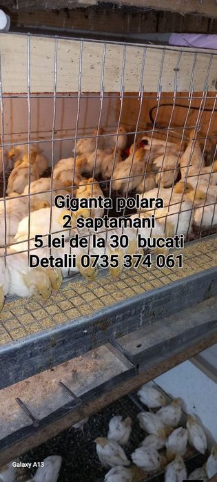 Ouă prepelițe pentru consum