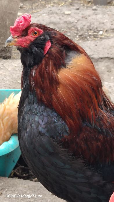 Vând oua proaspete de găini de rasa Araucana pentru  incubat