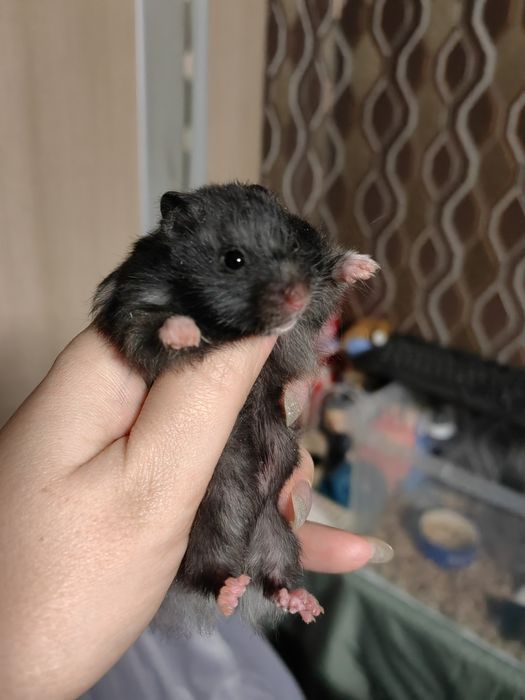 Сирийский хомячок