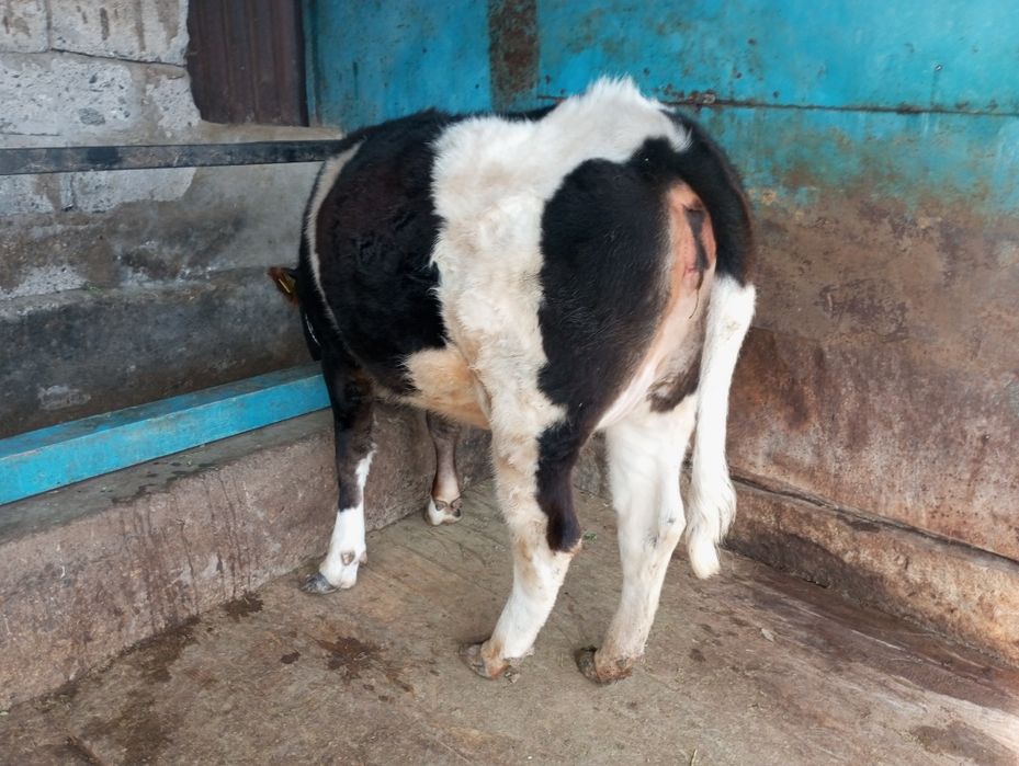 Продам жирную телку