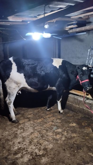 Ona bola sigir bolasi buqacha