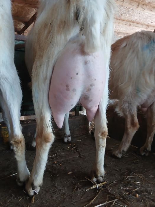 Capre sannen 4 litrii