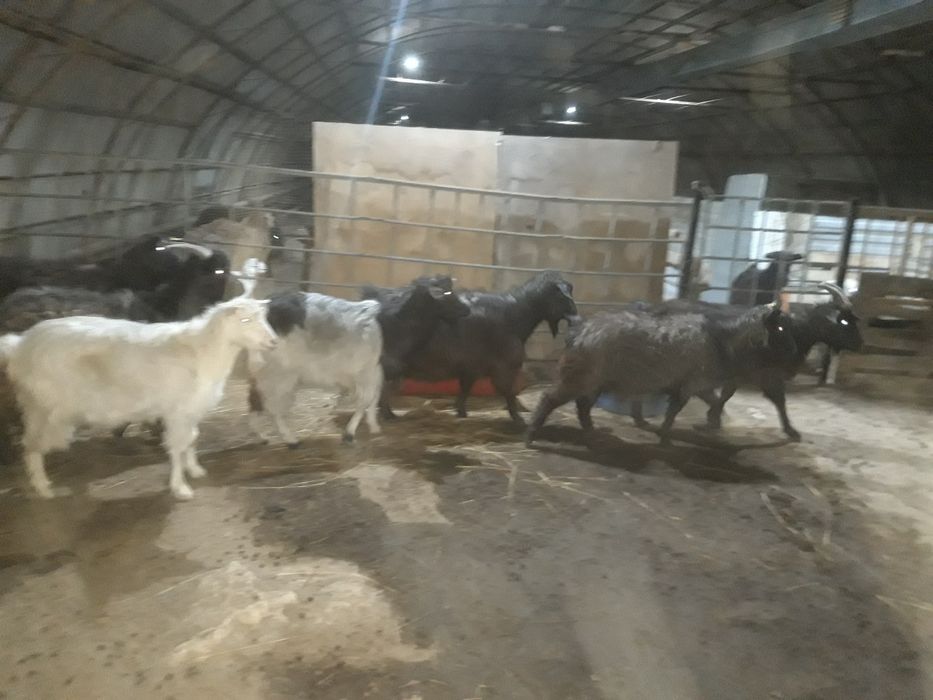 Ешкилер сатылады