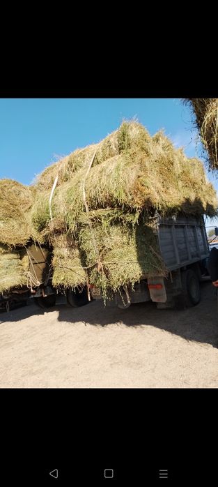 Сено люцерна жоношка урлон свжеый укос жоношка урлон сатамын жоношка с
