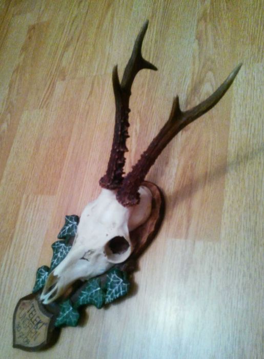 Set de patru panoplii cu trofee de caprior ( cerb,lopatar,mistret )_42