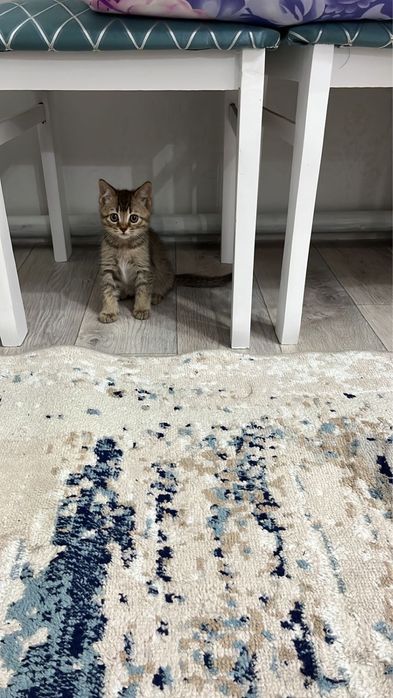 Котенок мальчик Симба