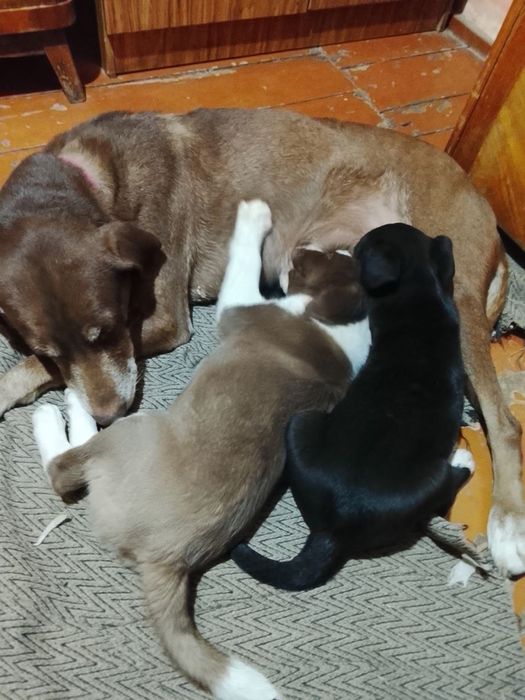 Щенята в добрые руки, 2 месяца