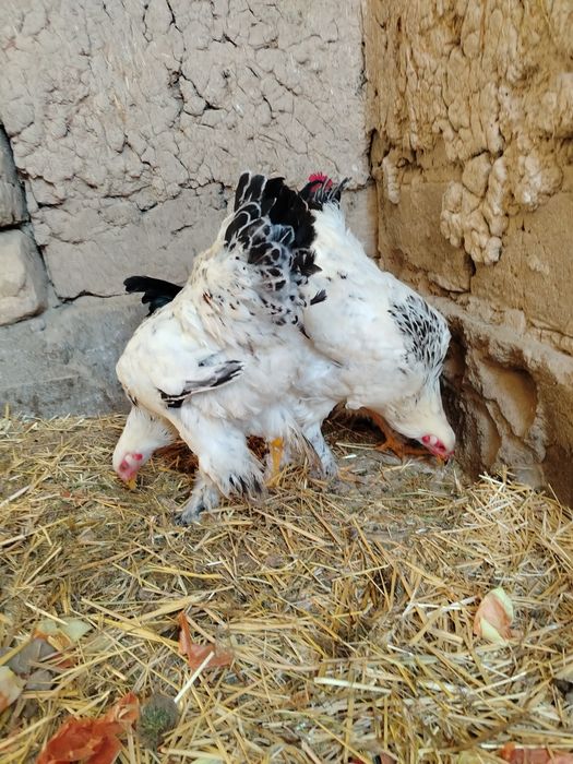 Bramma xo'rozla sotiladi