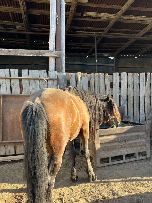 Айғыр сатылады. Продается жеребец