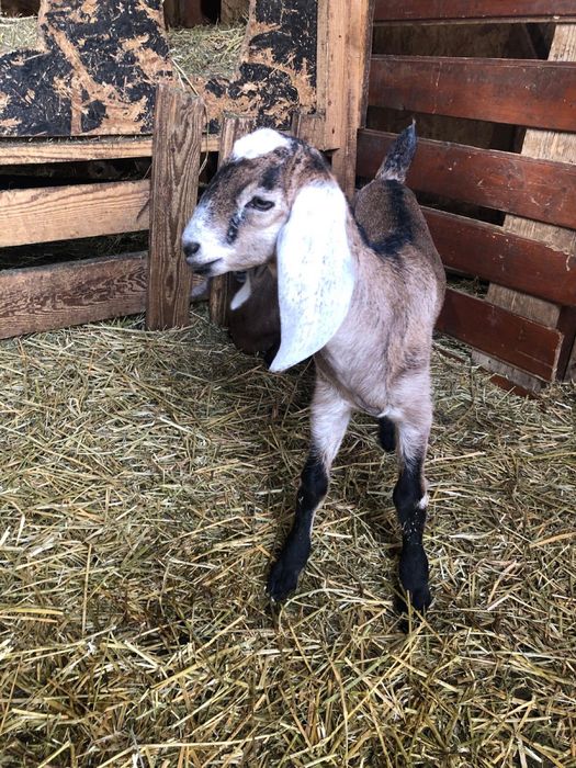 Iezi  Anglo -nubieni ,