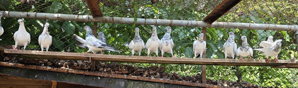Продавам Софийски гълъби