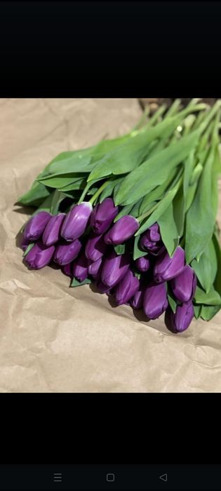 Тьюльпаны оптом с теплицы