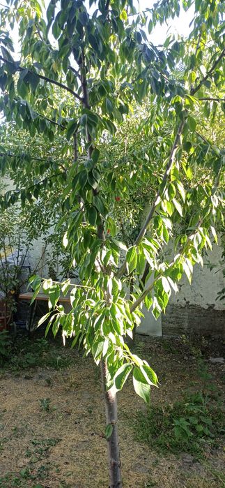 Бектемир тумани Олтинтопган махалласида квартира сотилади.