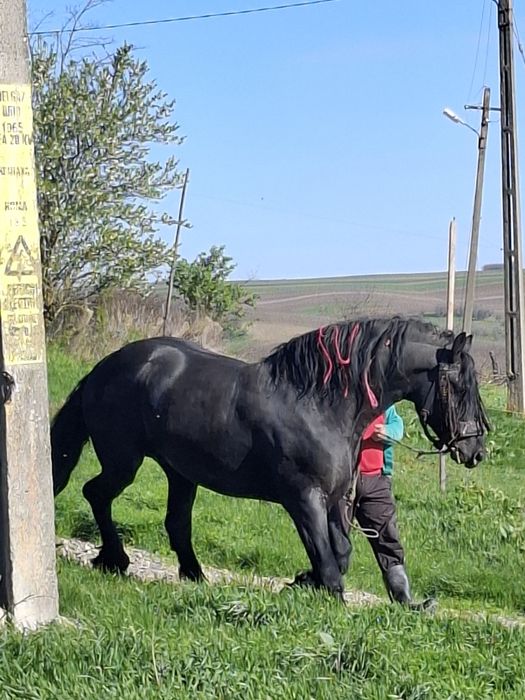 Armasar de montă