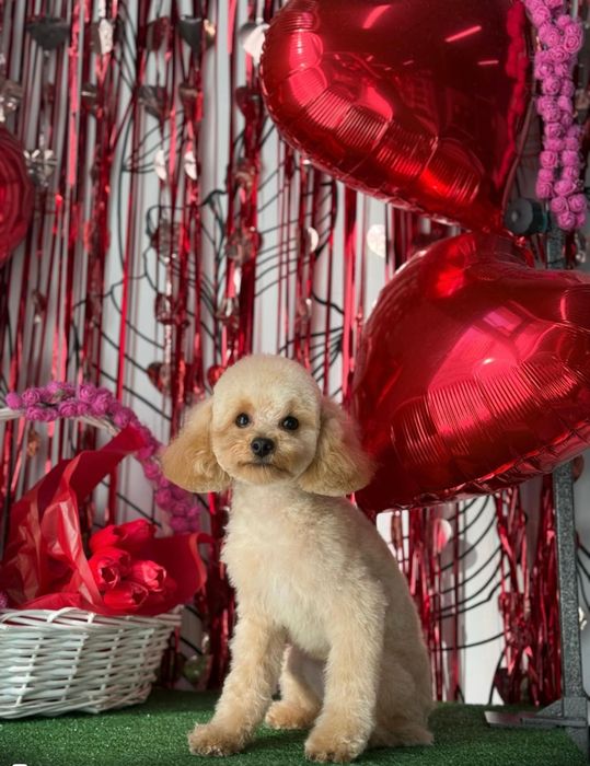 Вязка-той пудель-кобель