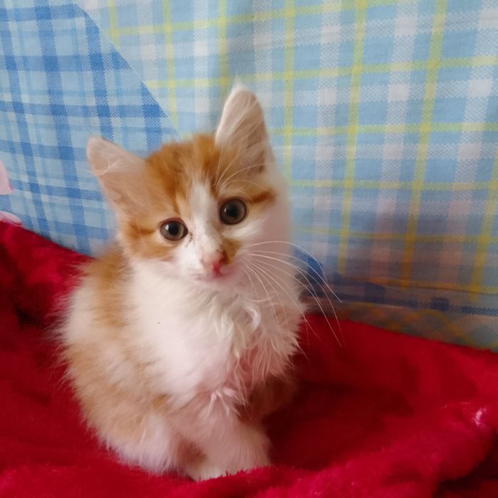 Котёнок мальчик в добрые руки