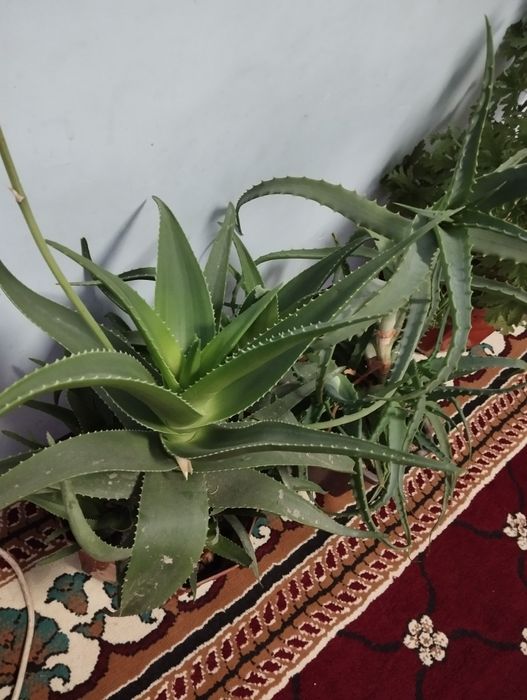 Aloe xonaki gullar sotiladi
