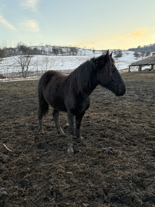 De vanzare manza semi greu