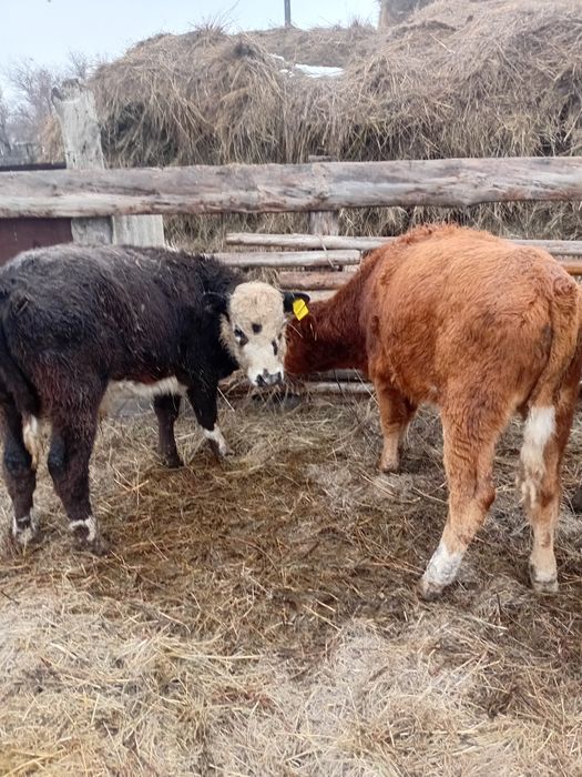 Патсос бұзаулар сатылады