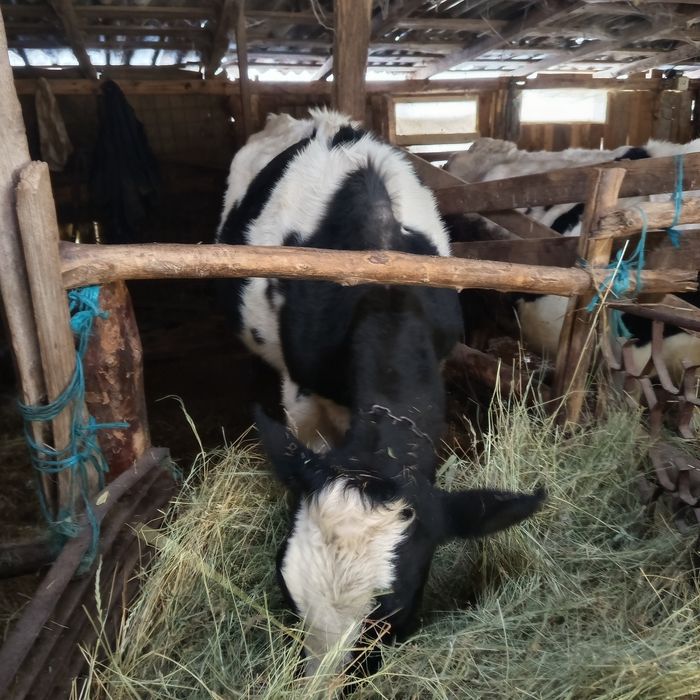 Vaci Holstein de vanzare