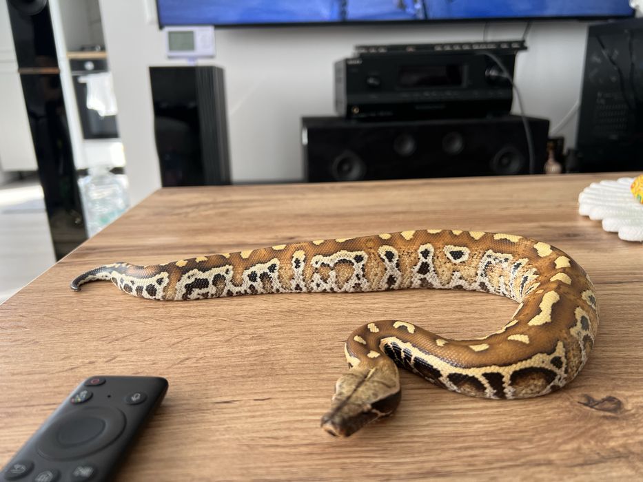 Sarpe blood python/ piton