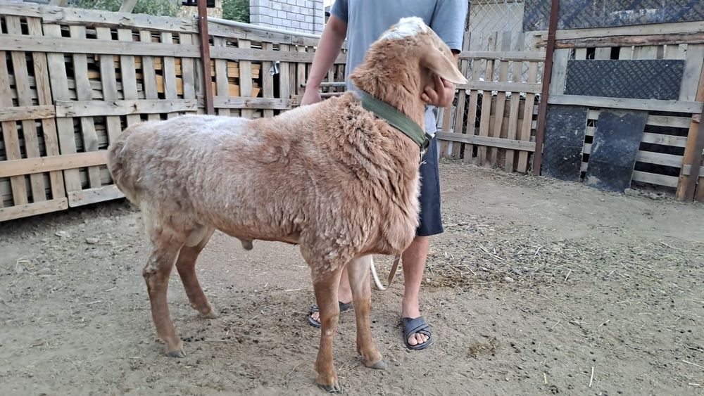 Продам баран Гиссар
