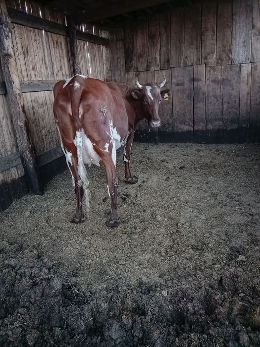 Продам дойных коров