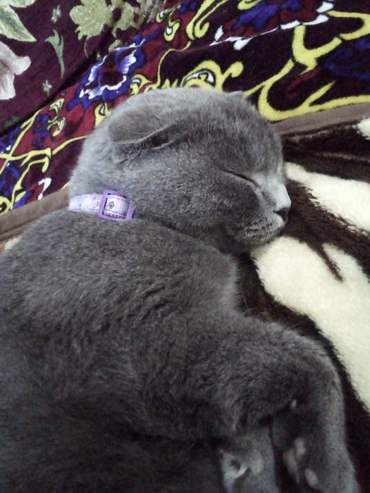 Kirish joyida ogziga qanday qilib sikilganimni oqing