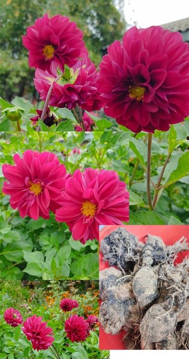 Георгины, лилейник