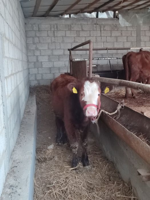 Ğunojincha sotiladi