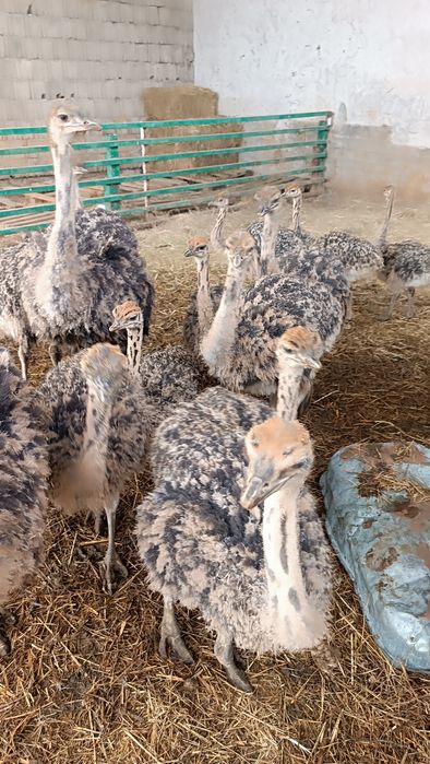 Страсята резерв на весну