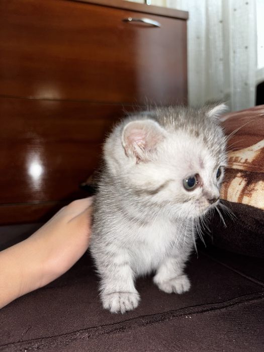 Продам котят, шотландцы