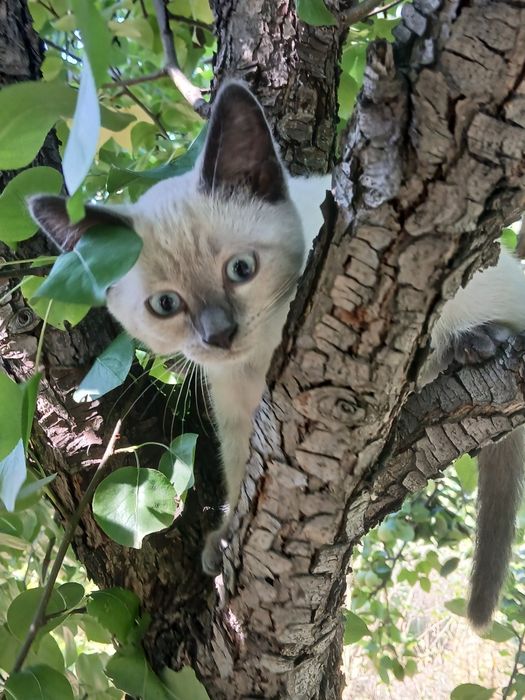 Отдаём котят в хорошие руки.