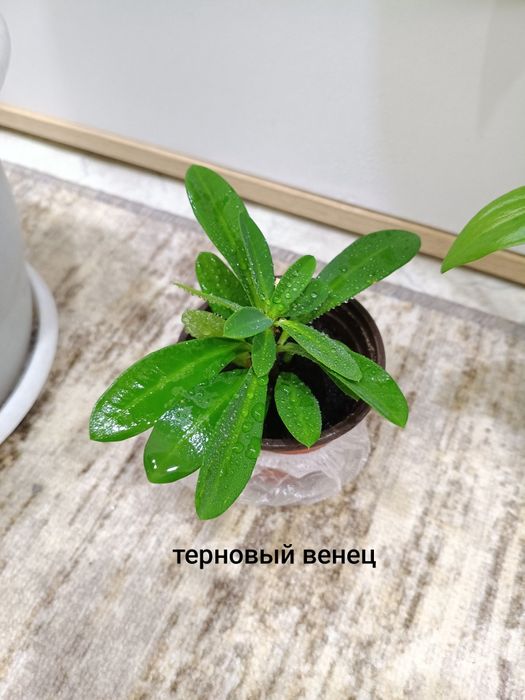 Продам комнатные цветы