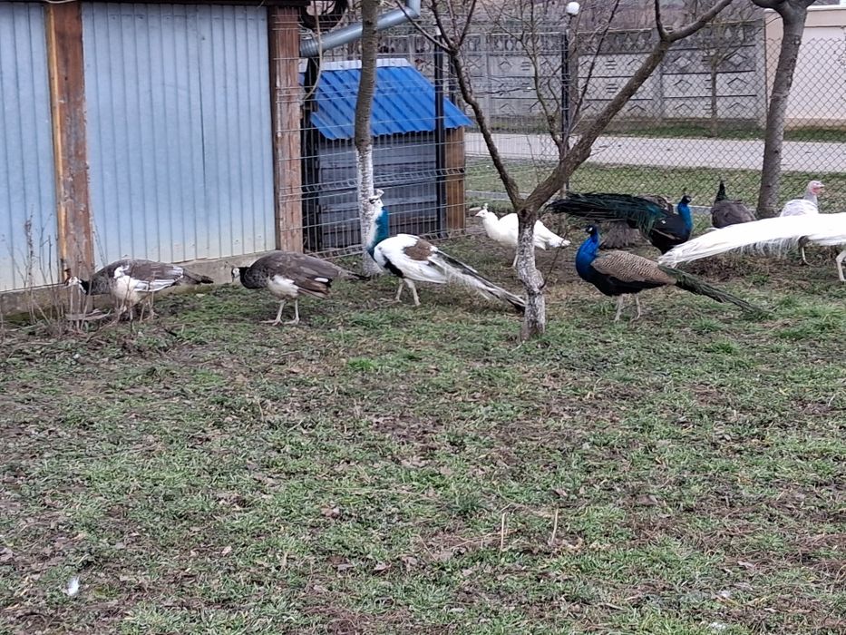 Vând două paunite standard de doi ani