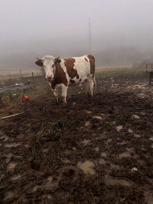 Vand 4 junici gestante