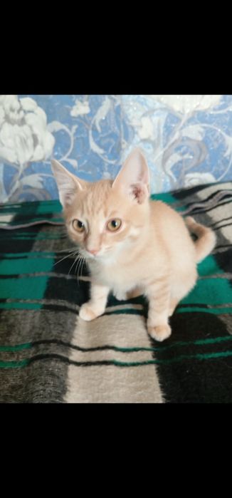 Котенок в добрые руки
