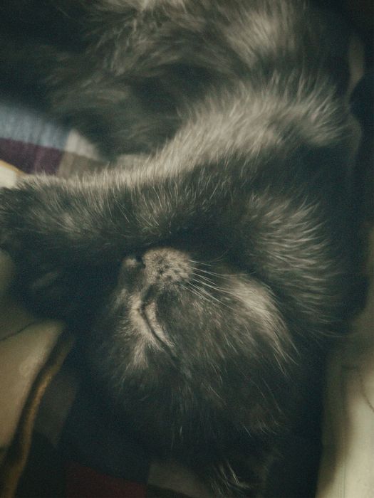 Шотландский вислоухий кот