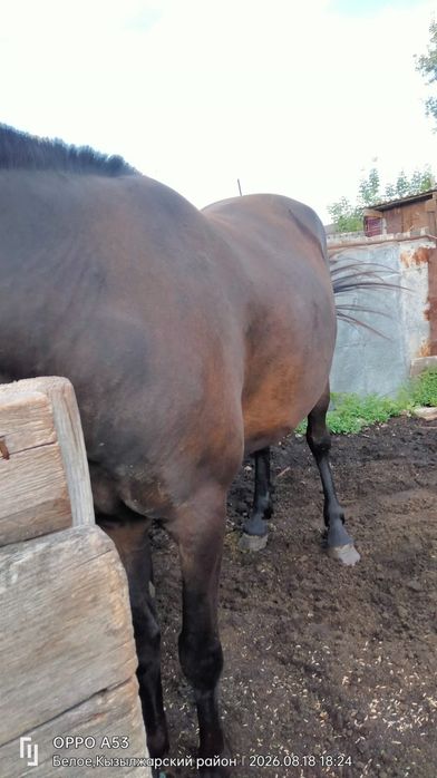 Продам жирную кобылу