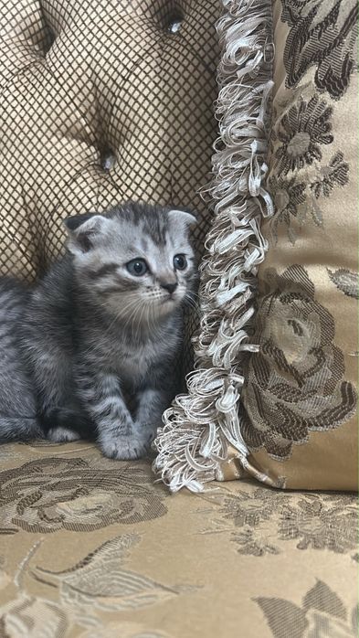 Продаются котята