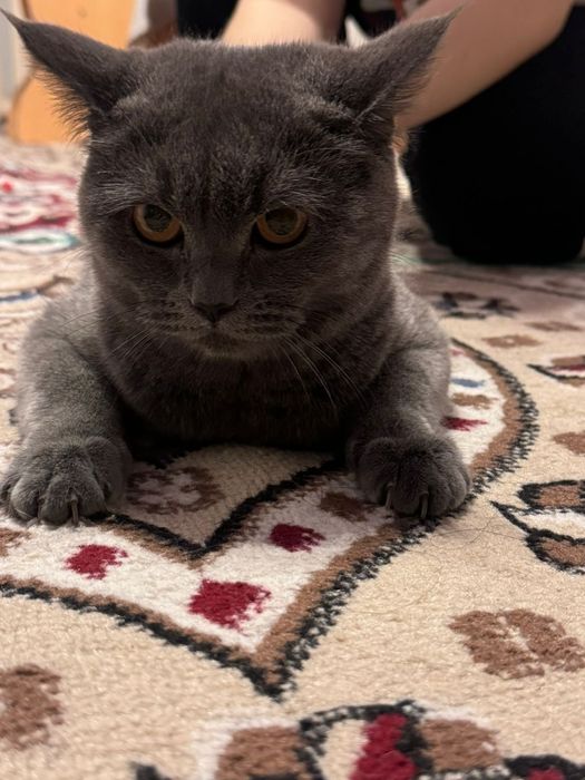 Шотландский чистые котята