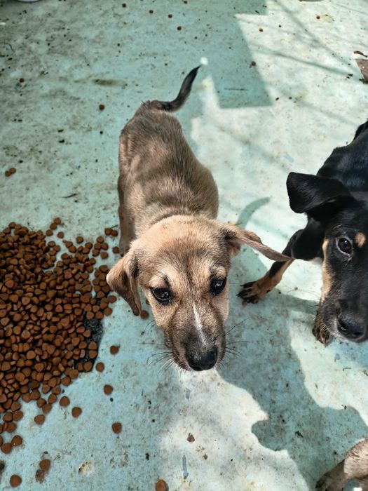 Щенки разных возрастов