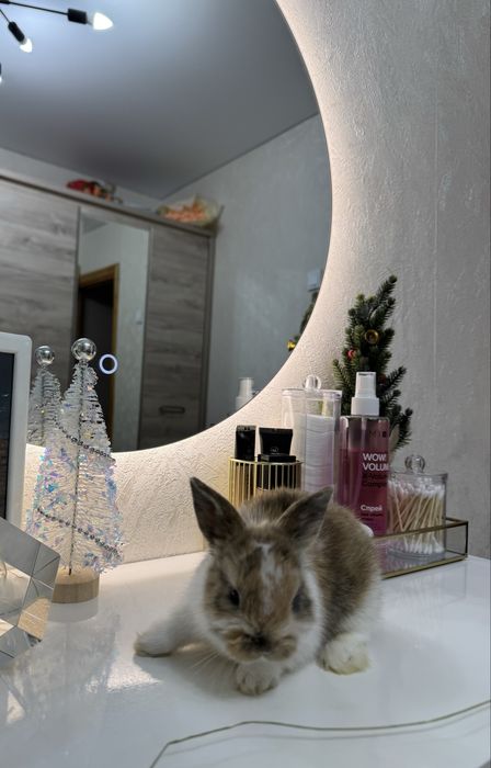 Кролик декоративный