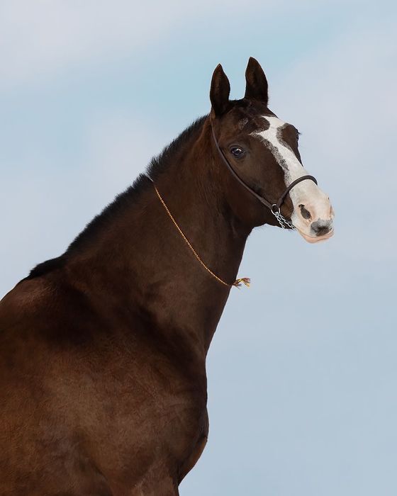 Кобыла ахалтекинская ахалтеке