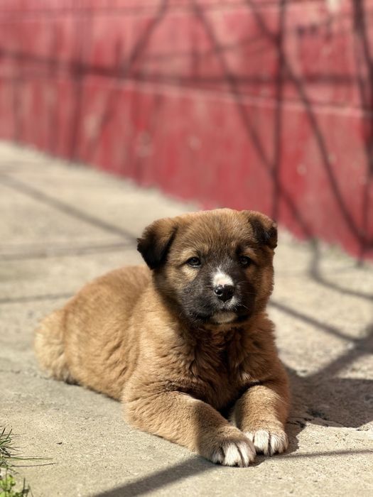 Щенок, в хорошие руки