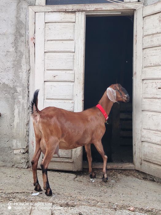 Capre Anglo Nubian cu pedigree