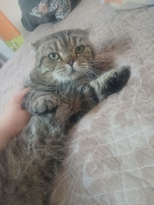 Котята Шотландцы