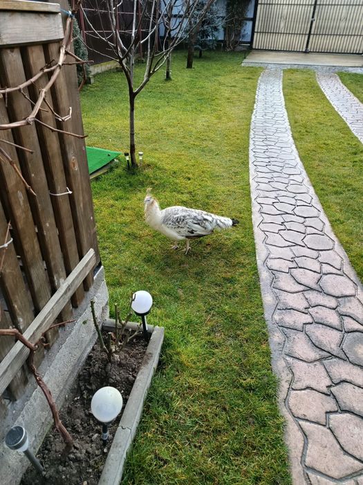 Vând paun femelă in varsta de 3 ani.