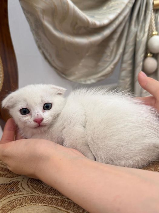 Котенок вислоухи